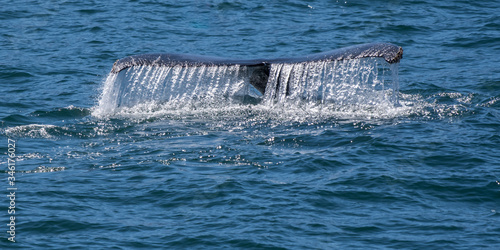 Humpback whale (Megaptera novaeangliae) shows tail flukes as it dives off the coast of Baja California, Mexico. © Kirk Hewlett