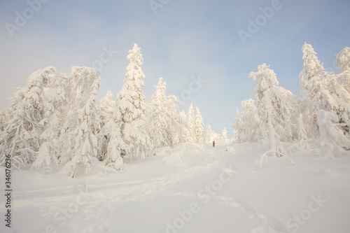 Wallpaper Mural Snow white covered trees in winter landscape Torontodigital.ca