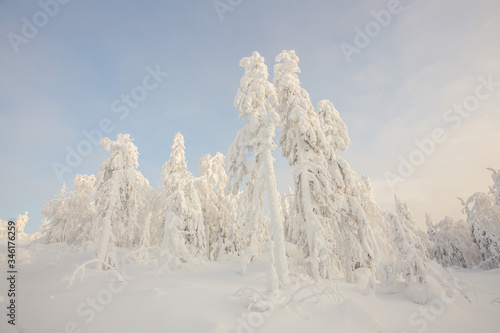 Wallpaper Mural Snow white covered trees in winter landscape Torontodigital.ca