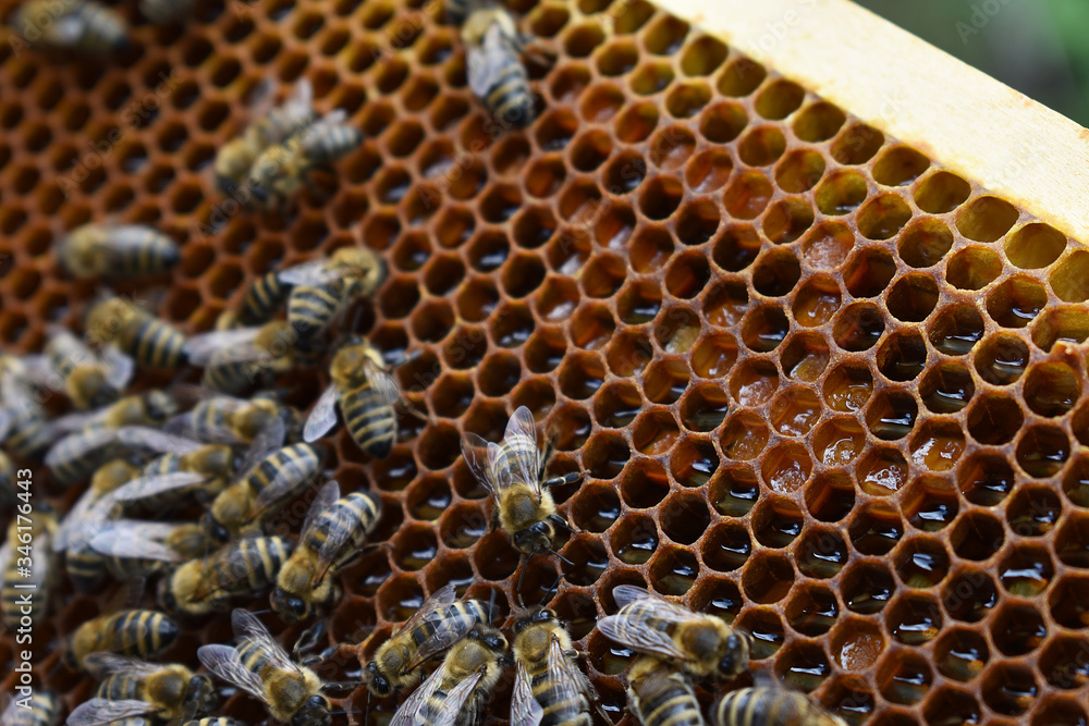 Bienen auf Waben mit viel frischem Honig und Pollen Bienen auf Waben mit viel frischem Honig und Pollen