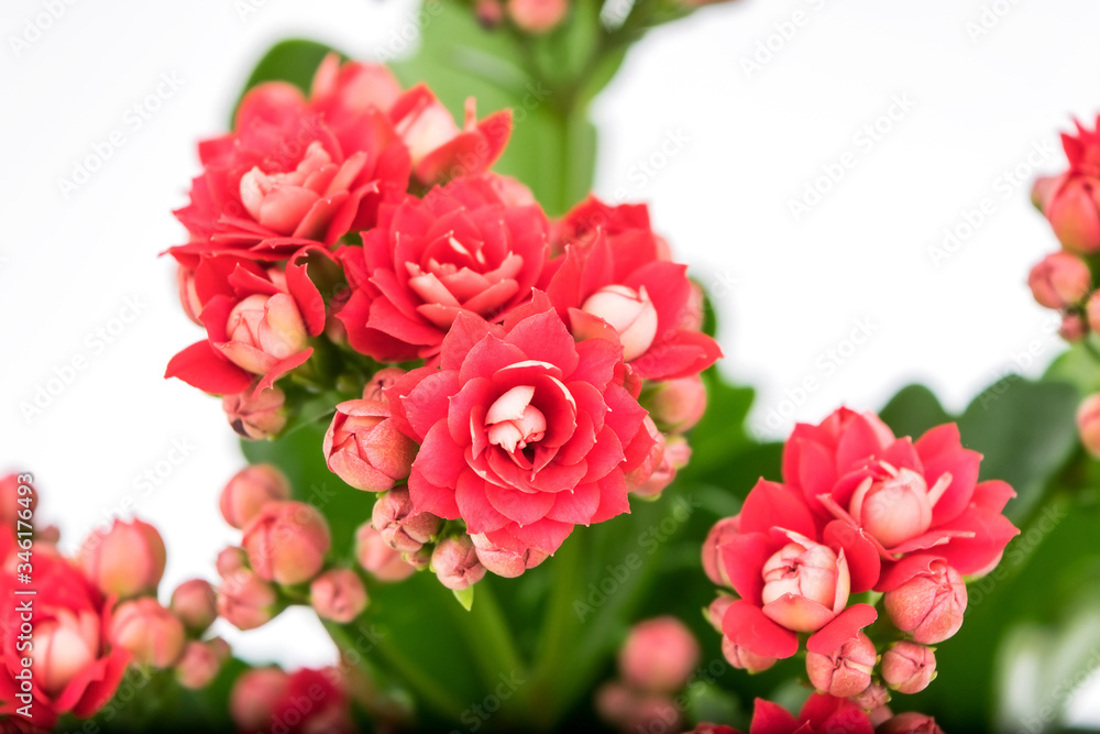 Flaming Katy plant with Red flowers in a pot isolated on white background - Close Up Flaming Katy plant with Red flowers in a pot isolated on white background - Close Up
