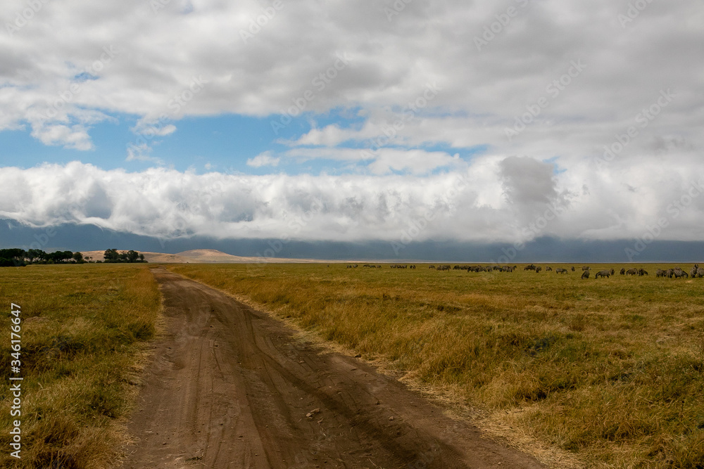 タンザニア・ンゴロンゴロの草原で遠くに見えるシマウマの群れと空