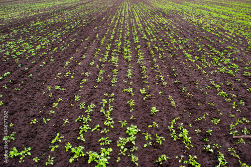 Young spring green shoots growing on the field in fertile black soil. Landscape with agricultural plantation land.