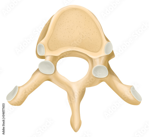 Obraz na płótnie The thoracic vertebrae in human.