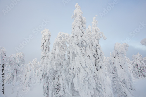 Wallpaper Mural Snow white covered trees in winter landscape Torontodigital.ca
