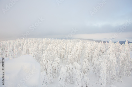 Snow white covered trees in winter landscape