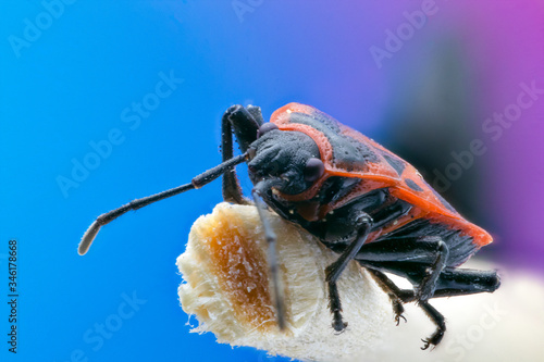 Firebug (Pyrrhocoris apterus) isolated close up macro, on wood