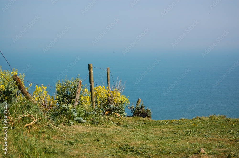 Wild flowers growing on the cliff top