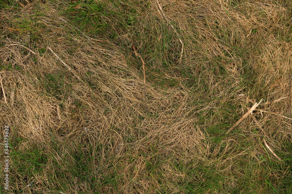 Naklejka premium Green and yellow grass. Background of dried and green grass