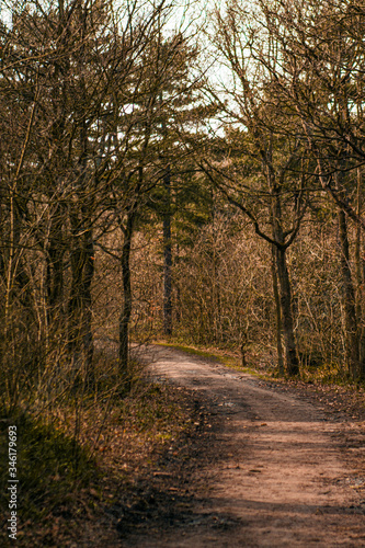 Road in the woods © Sem