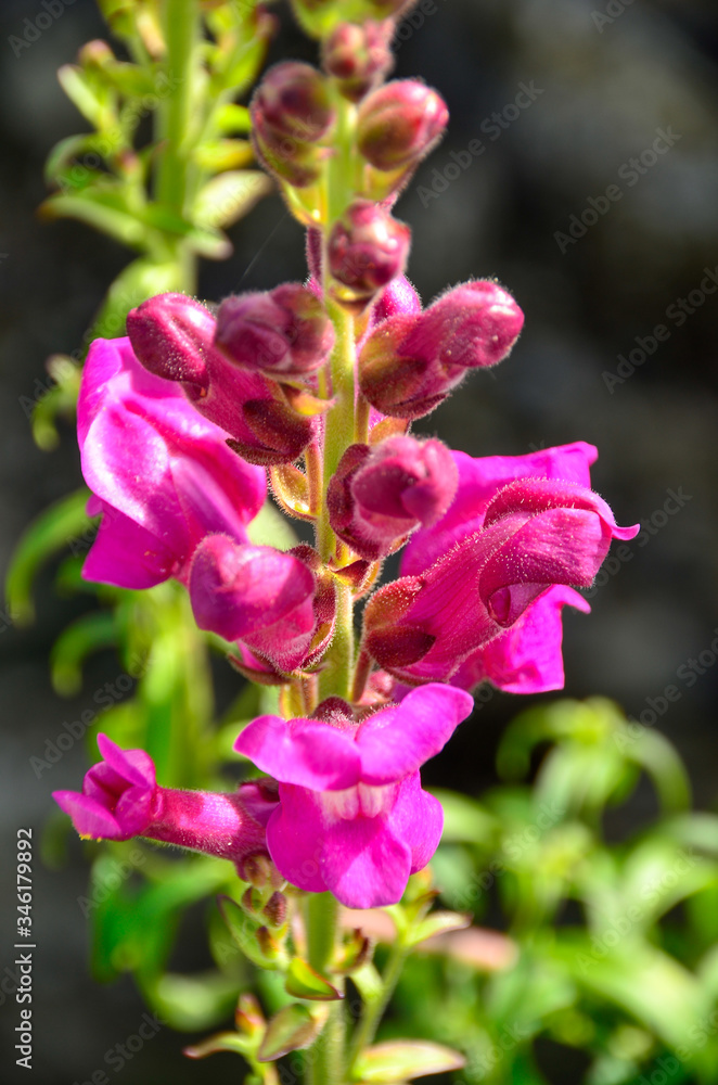 A close up of a pink spring flower budding