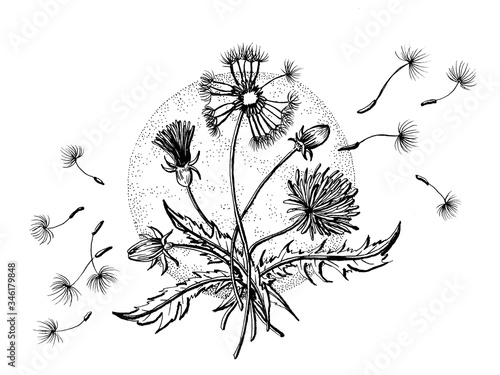 A graphical illustration of a dandelion and its seeds