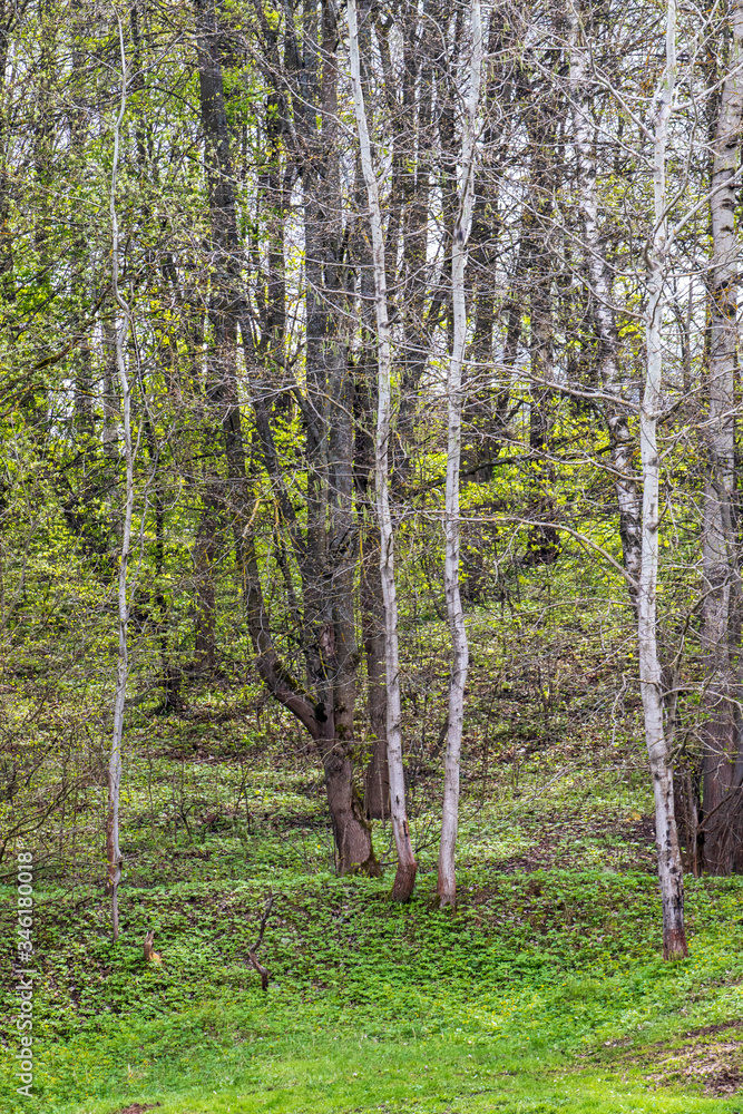 Obraz premium trees in the forest