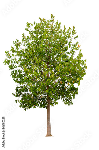 Tropical tree isolated on white background