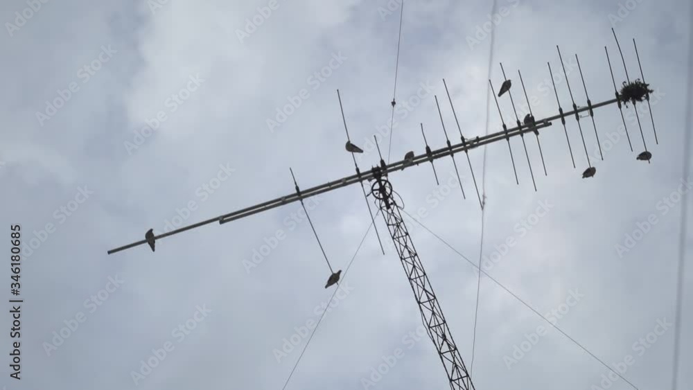Group of birds resting on an old television antenna Group of birds resting on an old television antenna