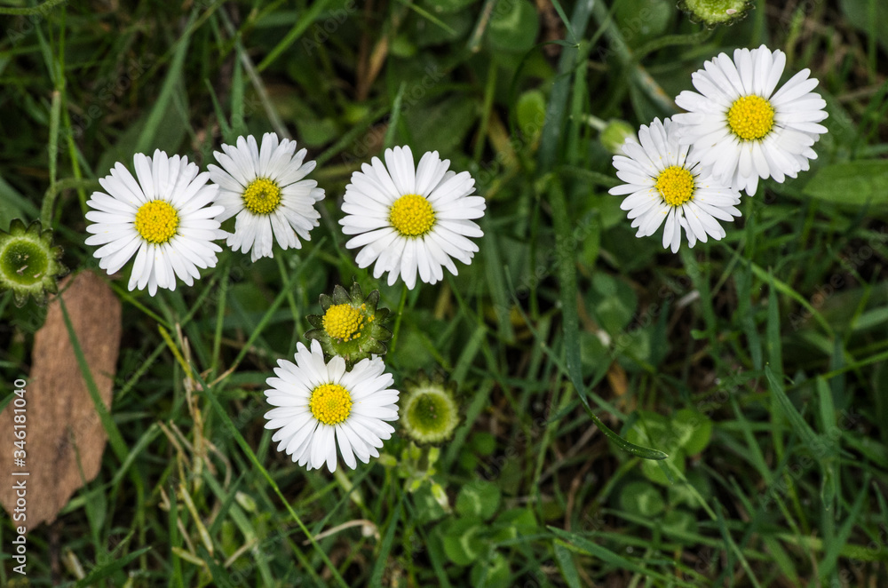 Daisy flowers on a green background / Pâquerettes Daisy flowers on a green background / Pâquerettes