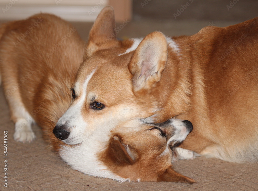 Daddy and daughter dogs Daddy and daughter dogs