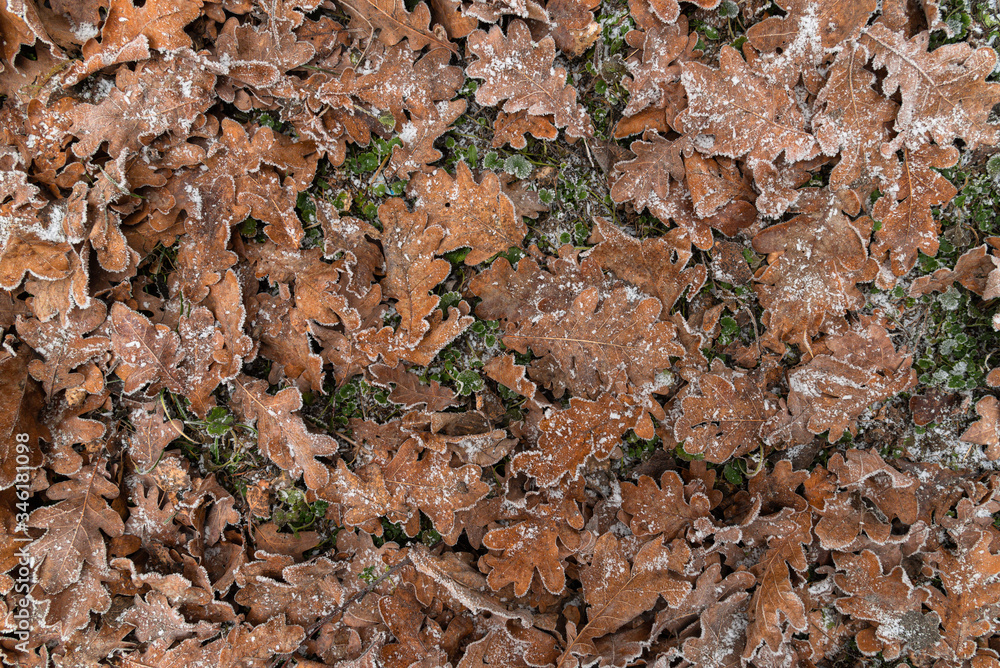 Winter Fallen Red Oak Leaves In Hoarfrost Lie On The Green Grass, Natural Pattern. Autumn Leaves On The Ground.Autumn Leaves Background Winter Fallen Red Oak Leaves In Hoarfrost Lie On The Green Grass, Natural Pattern. Autumn Leaves On The Ground.Autumn Leaves Background