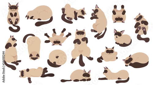 Sleeping cats poses. Flat color simple style design. Siamese colorpoint cats photo