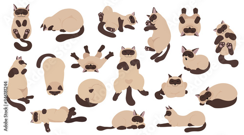 Sleeping cats poses. Flat color simple style design. Siamese colorpoint cats