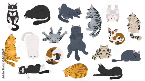 Sleeping cats poses. Flat different color simple style design