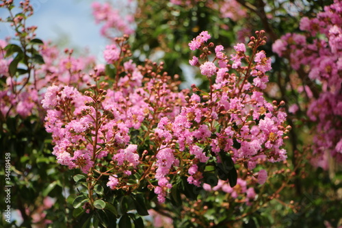 Wallpaper Mural Color de rosa Torontodigital.ca