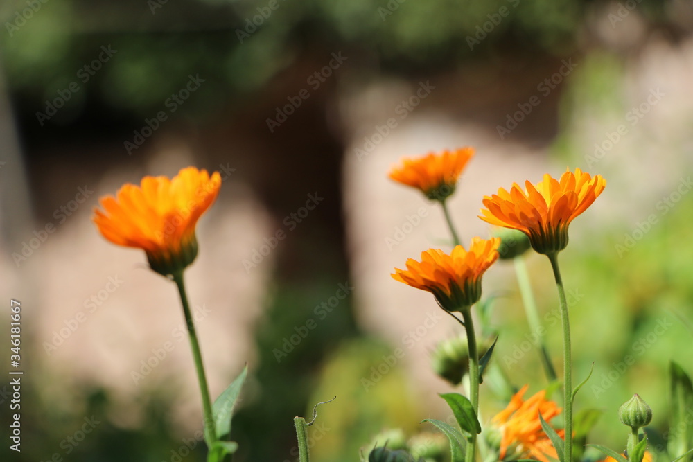 Esperando a las abejas