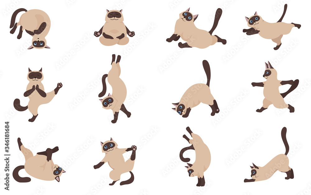 Cats yoga. Siamese cats. Different yoga poses and exercises