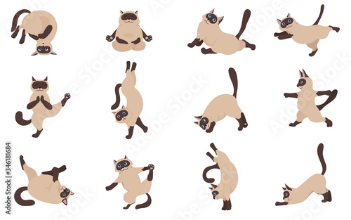 Cats yoga. Siamese cats. Different yoga poses and exercises