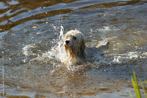 Dog plays in the water. An animal bathes in a pond. Contented dog in the river. Way to survive the heat. Abnormally hot summer.