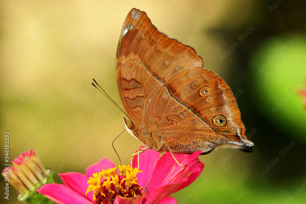 Obraz premium butterfly on a flower