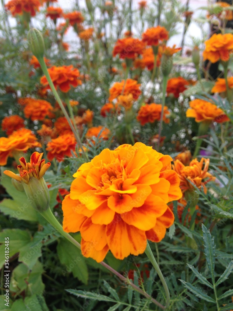 orange chrysanthemum flowers orange chrysanthemum flowers