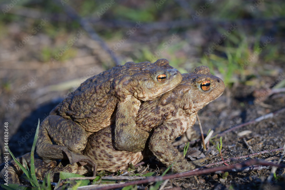 Two toads while mating in a natural habitat Two toads while mating in a natural habitat