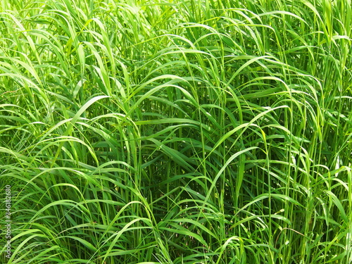 Tall green grass in the meadow.