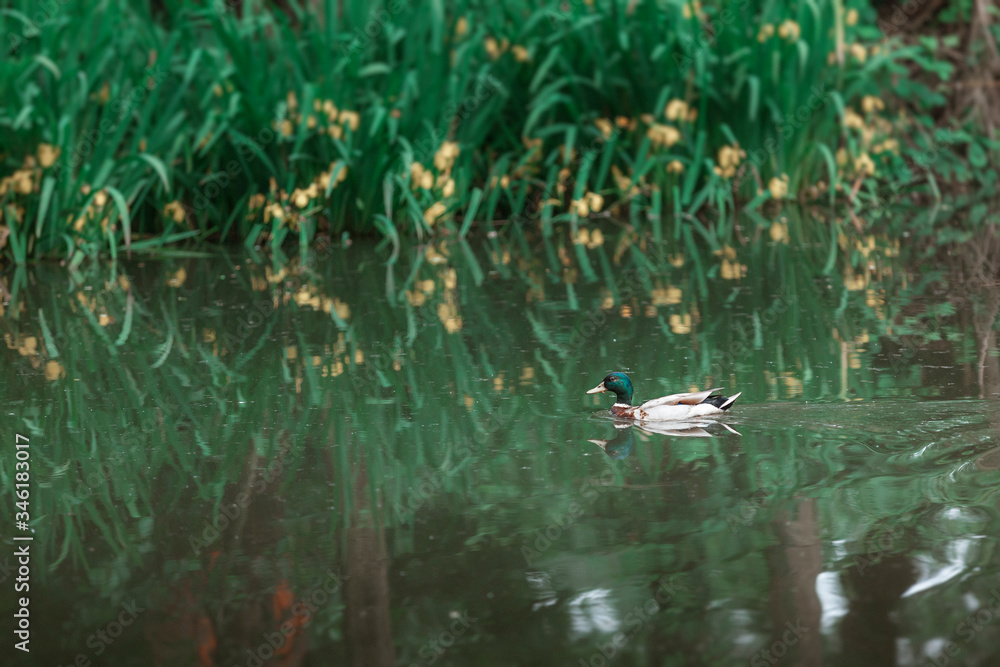 Obraz premium duck in the pond