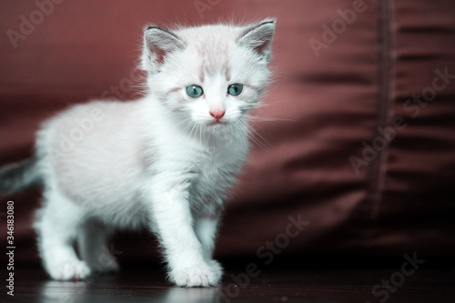White cute luminous kitten with blue eyes stands on a dark background and looks at the camera. Right empty space for text © vasilkamalov