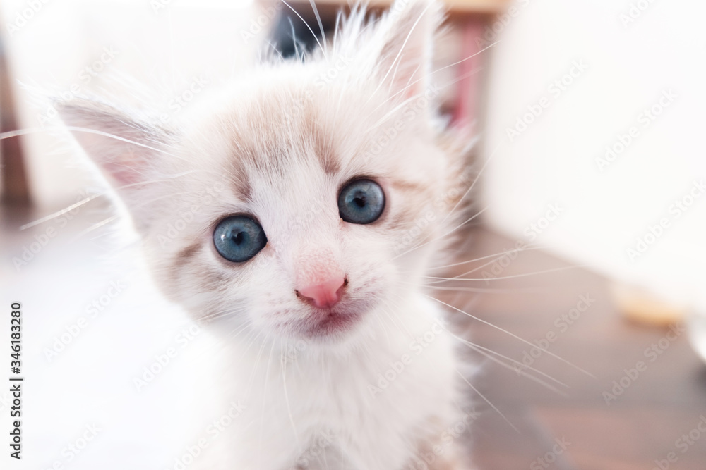 A close-up portrait of a little white kitten with blue eyes who looks in surprise at the camera