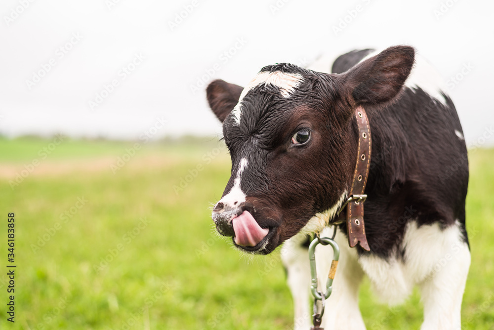 Fototapeta premium A young calf grazes in a meadow and licks its lips.