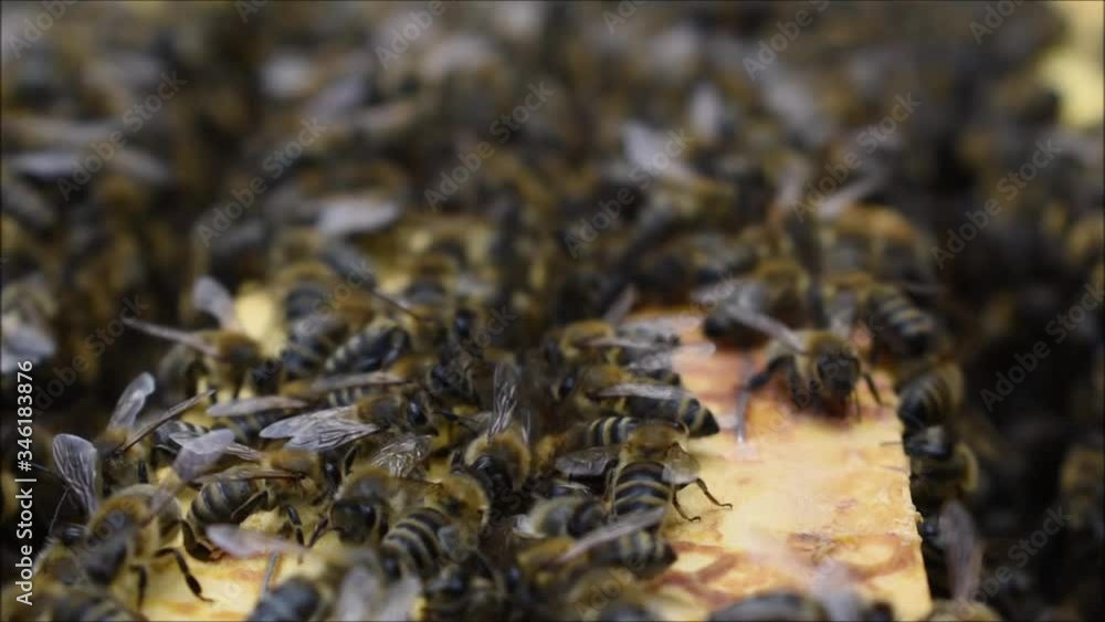 Bienen auf Rahmen im Bienenstock, Arbeitsbienen bei der Arbeit Bienen auf Rahmen im Bienenstock, Arbeitsbienen bei der Arbeit