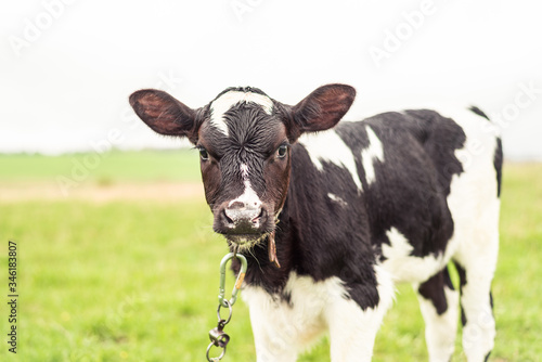 A young calf is chained in a field of green grass.
