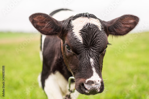 A young calf grazes in a meadow and looks at the camera. Close up.