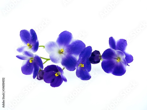  Violet flowers isolated on white background. Copy space, flat lay.
