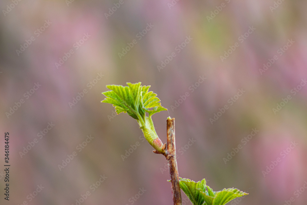 Siberia. May. Blooming young green leaves of currant (lat. Ribes). Siberia. May. Blooming young green leaves of currant (lat. Ribes).