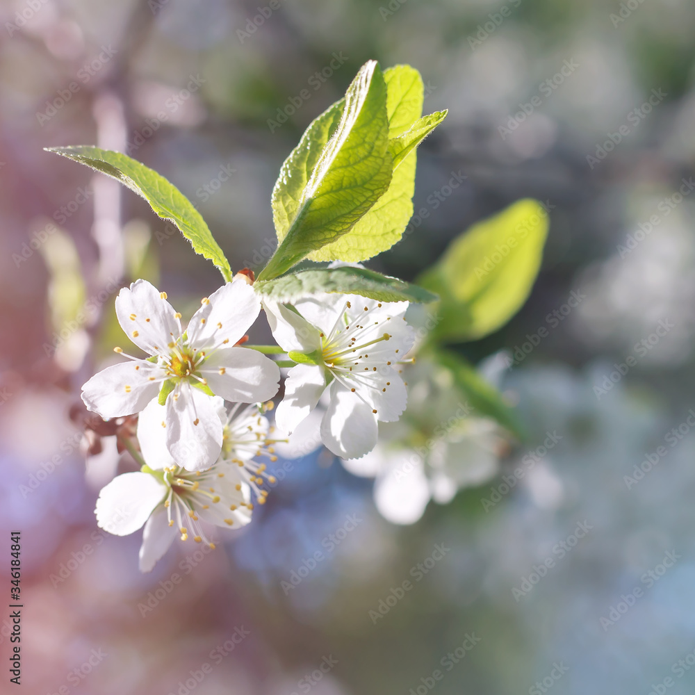 Flowering branch of apple tree. Sunny day and blue sky. Beautiful spring flowers in the garden. Shallow depth of field. Toned image. Copy space Close-up. Picture. Poster. Postcard. Flowering branch of apple tree. Sunny day and blue sky. Beautiful spring flowers in the garden. Shallow depth of field. Toned image. Copy space Close-up. Picture. Poster. Postcard.