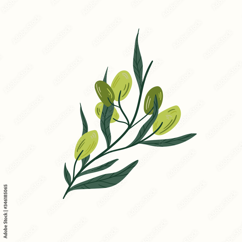 Obraz premium Green olives on a branch isolated on a white background. Hand draw cartoon Scandinavian nordic design style for fashion or interior or cover or textile or background.