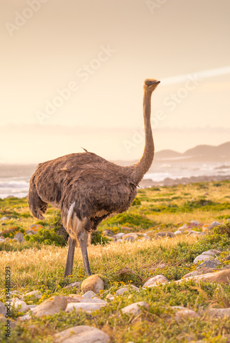 Ostrich walk for living on field at seaside : Cape of good hope , South africa