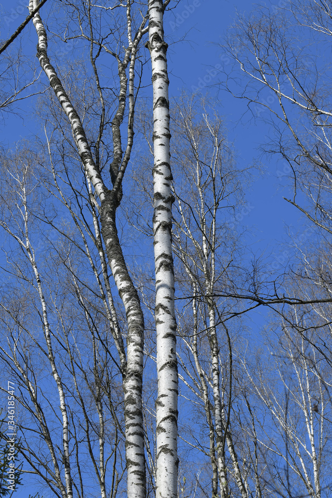 Two trunks of European birches with a black pattern on the bark against a blue sky