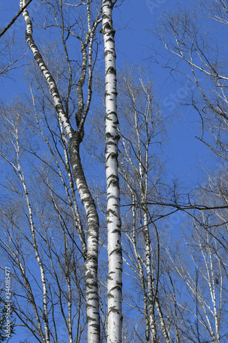 Two trunks of European birches with a black pattern on the bark against a blue sky