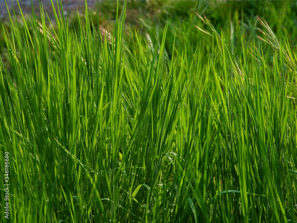growing green grass on meadow close up growing green grass on meadow close up