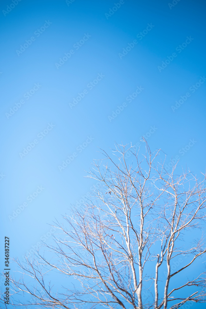 Front view of dry trees on a sunny day. Some of the dead trees.
Dry tree photos at some point in spring, the growth of trees causes loss of leaves. View of the landscape in the dry season with trees. Front view of dry trees on a sunny day. Some of the dead trees.
Dry tree photos at some point in spring, the growth of trees causes loss of leaves. View of the landscape in the dry season with trees.